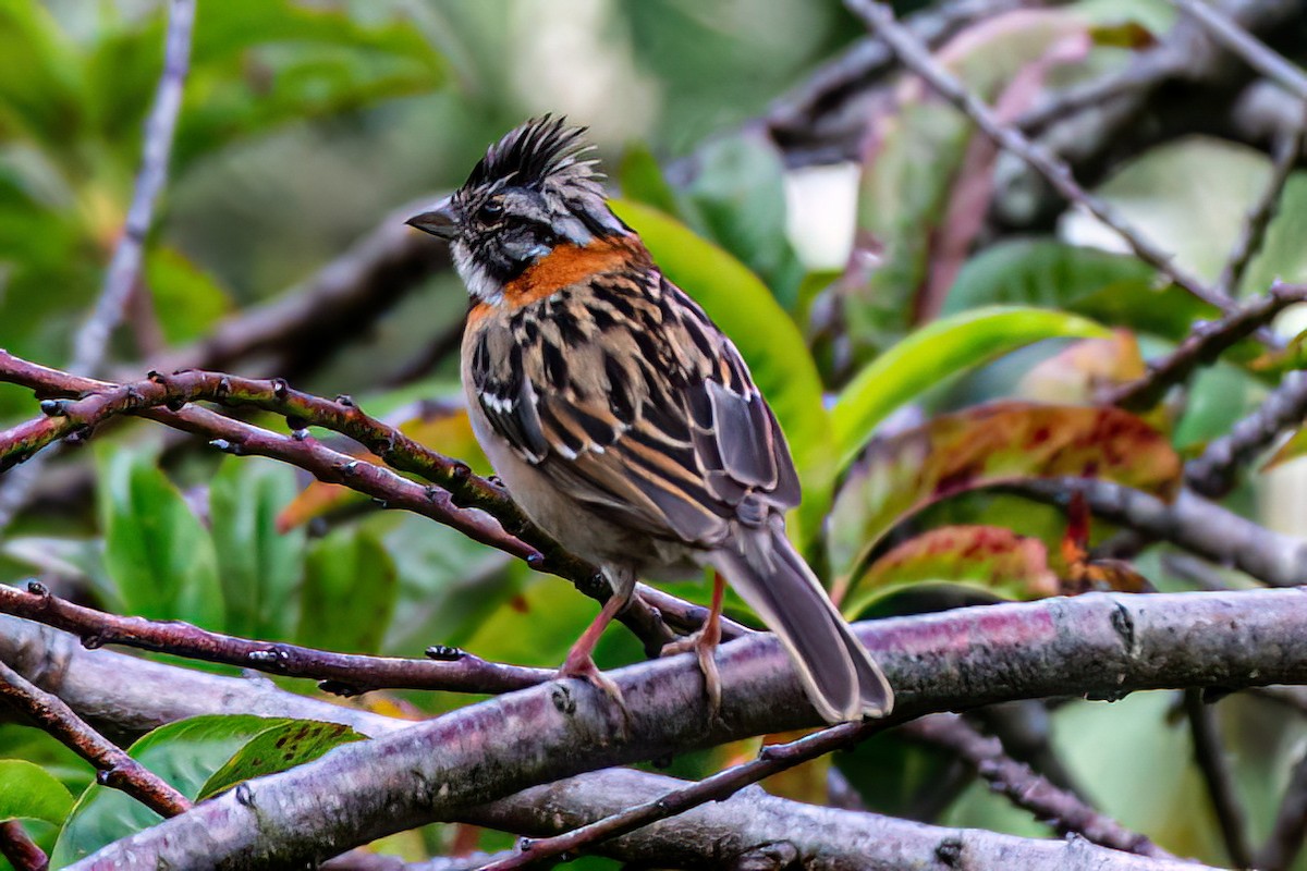 Rufous-collared Sparrow - ML615749218