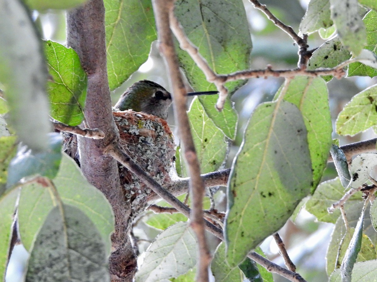 Anna's Hummingbird - ML615749219