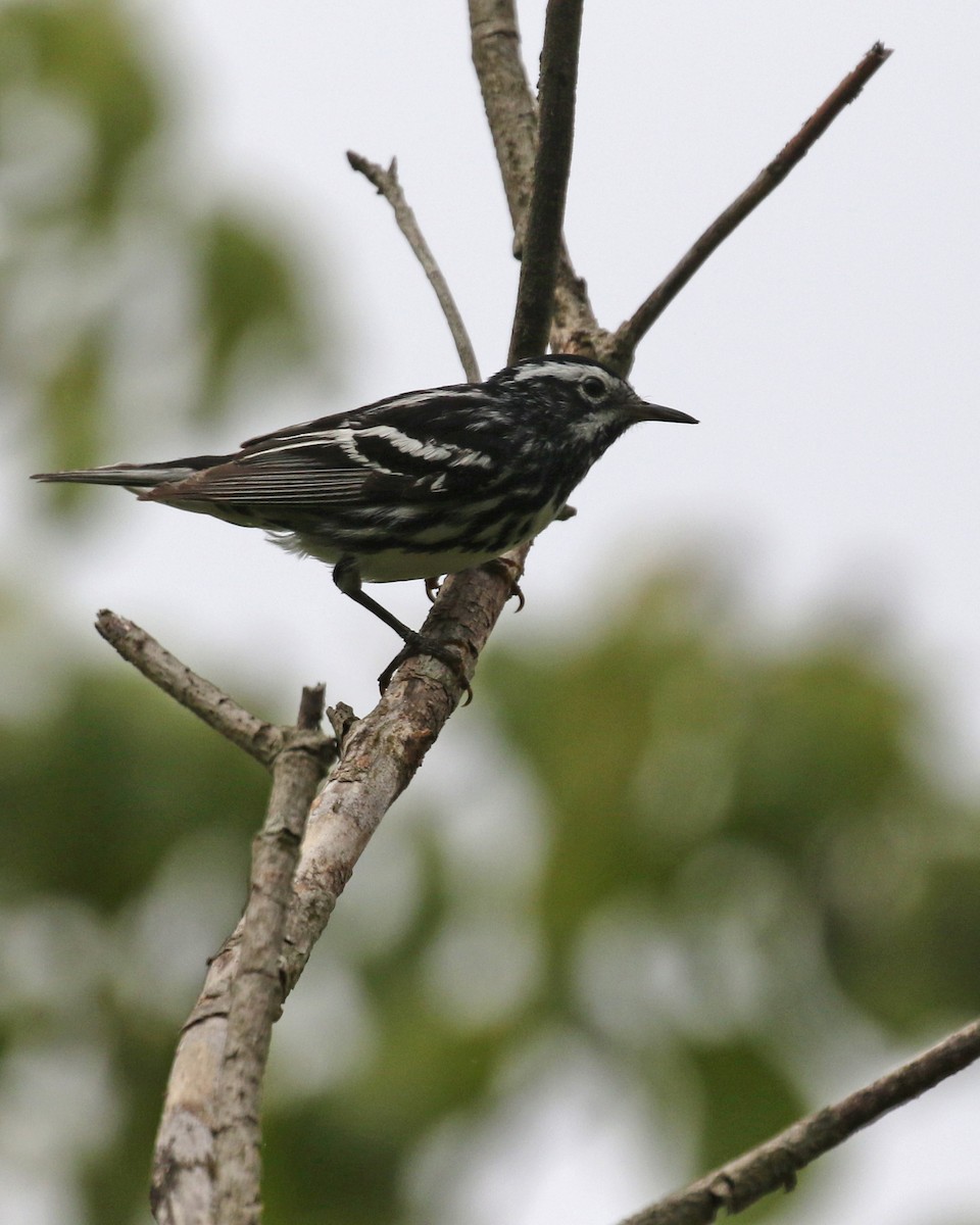 Black-and-white Warbler - ML615749395