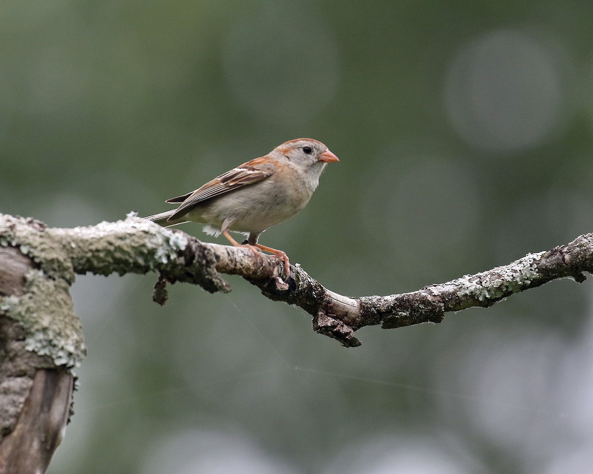 Field Sparrow - ML615749418