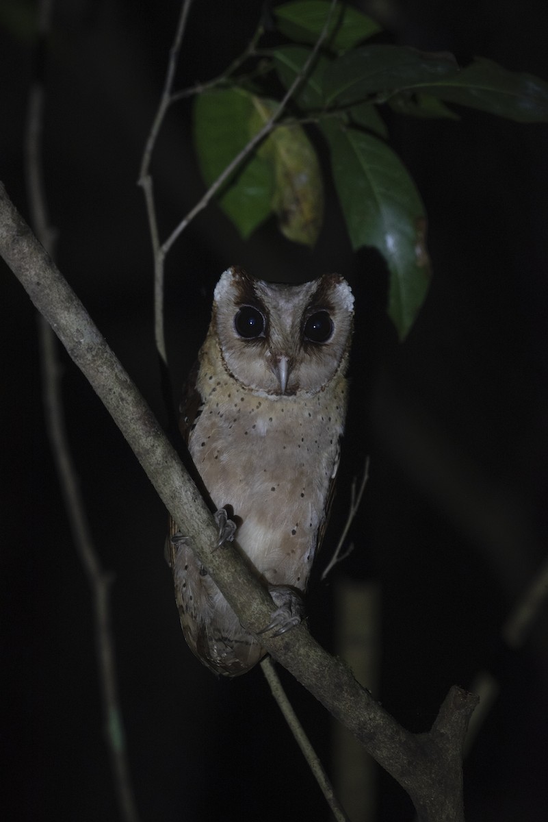 Sri Lanka Bay-Owl - ML615749490