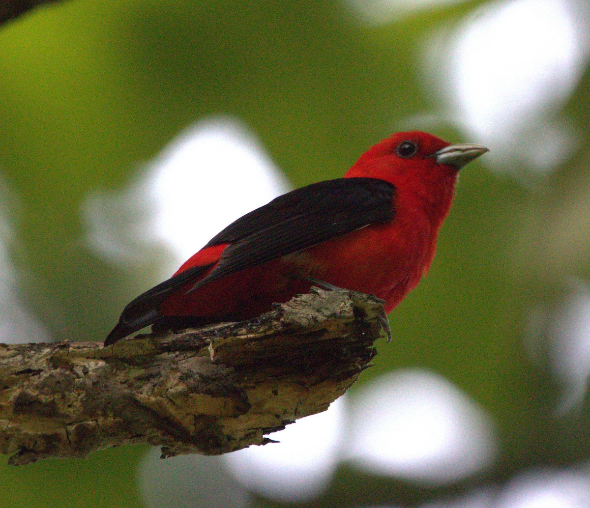 Scarlet Tanager - ML615749516