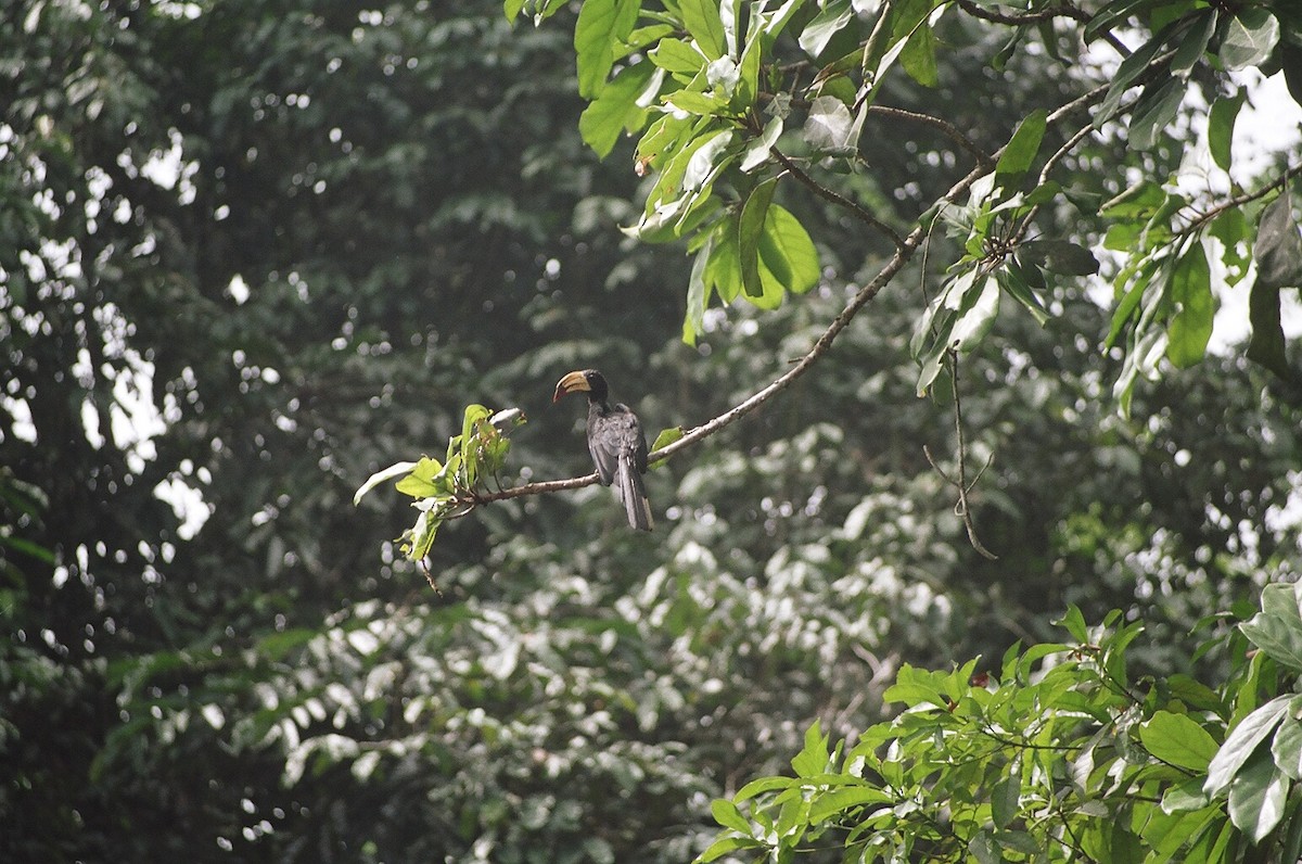 Congo Pied Hornbill - ML615749524
