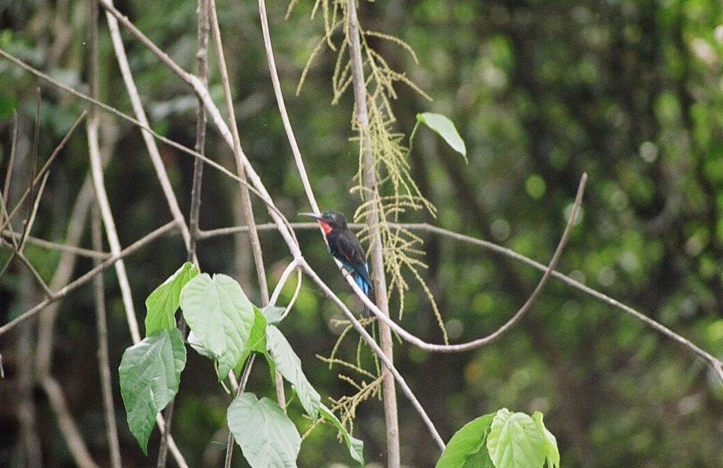 Black Bee-eater - Itay Berger