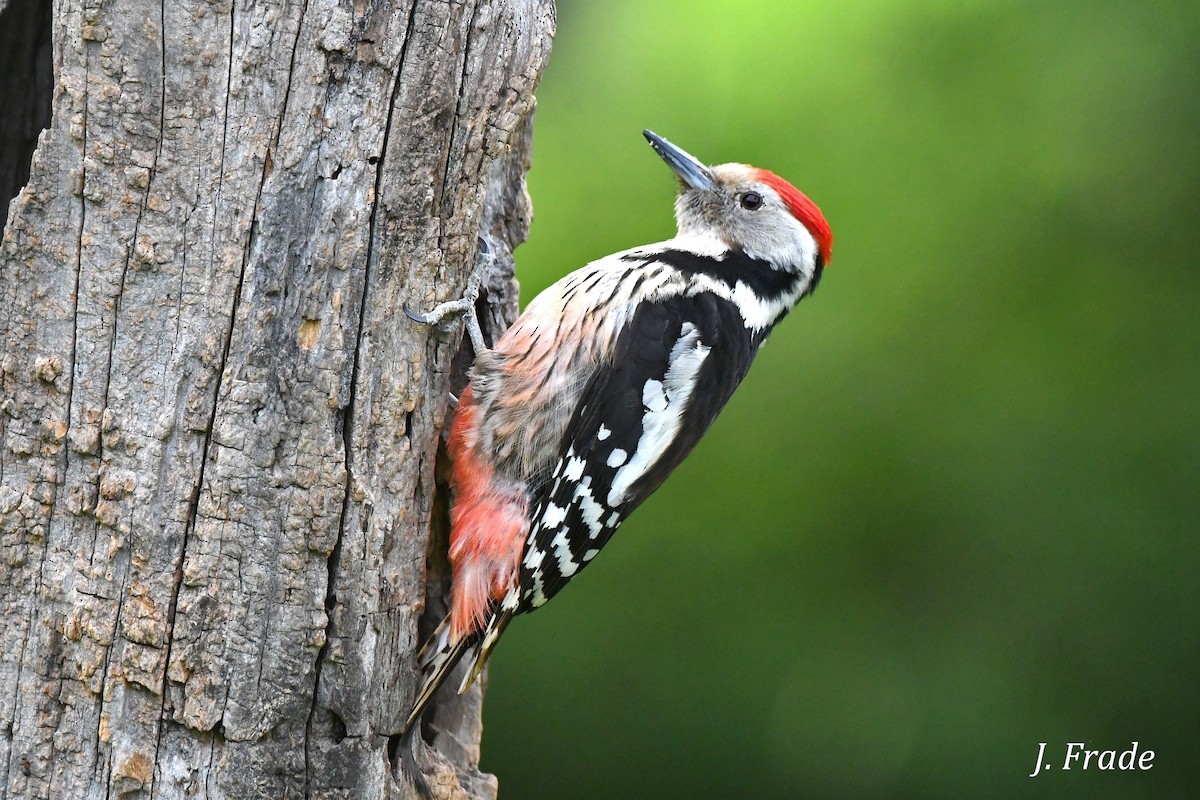 Middle Spotted Woodpecker - ML615749717
