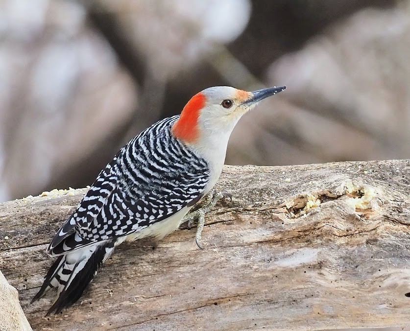 Red-bellied Woodpecker - ML615749726