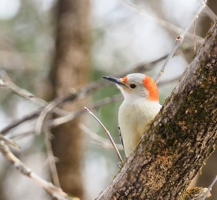 Red-bellied Woodpecker - Lucie Hamel