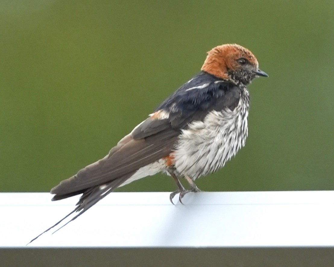 Lesser Striped Swallow - ML615749740