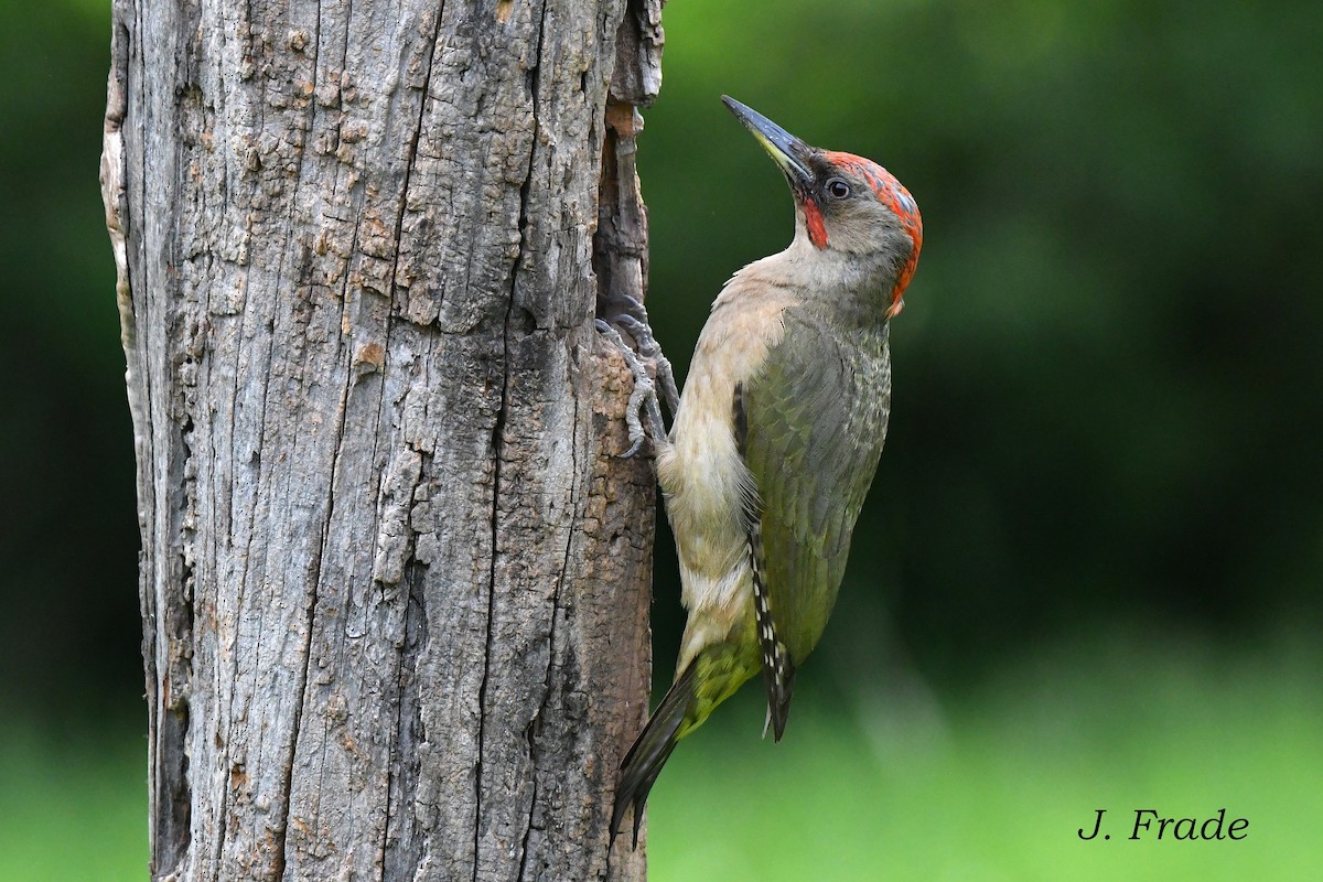 Iberian Green Woodpecker - ML615749743