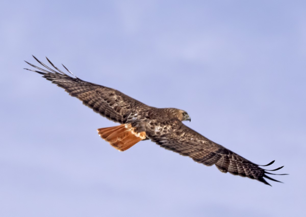 Red-tailed Hawk (borealis) - ML615749792