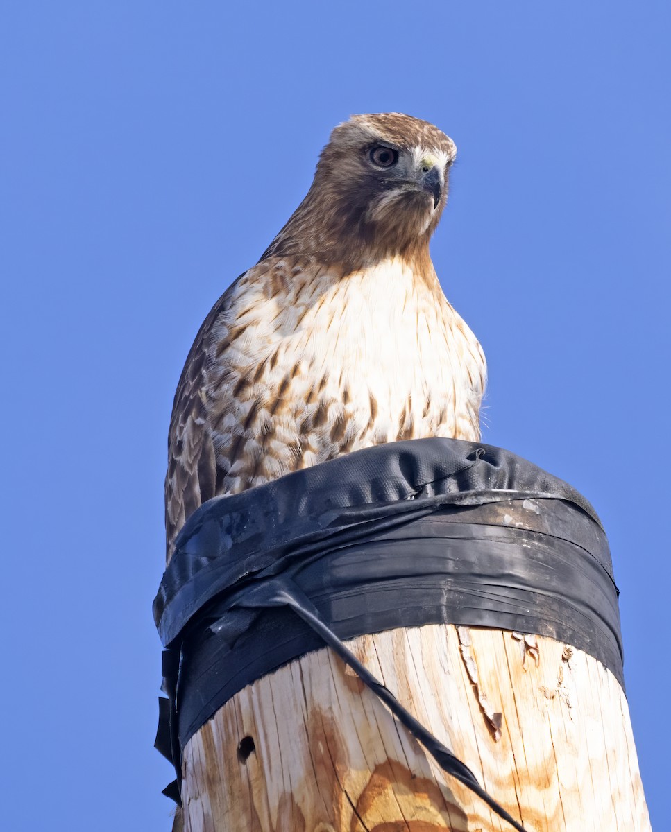 Red-tailed Hawk (borealis) - ML615749794