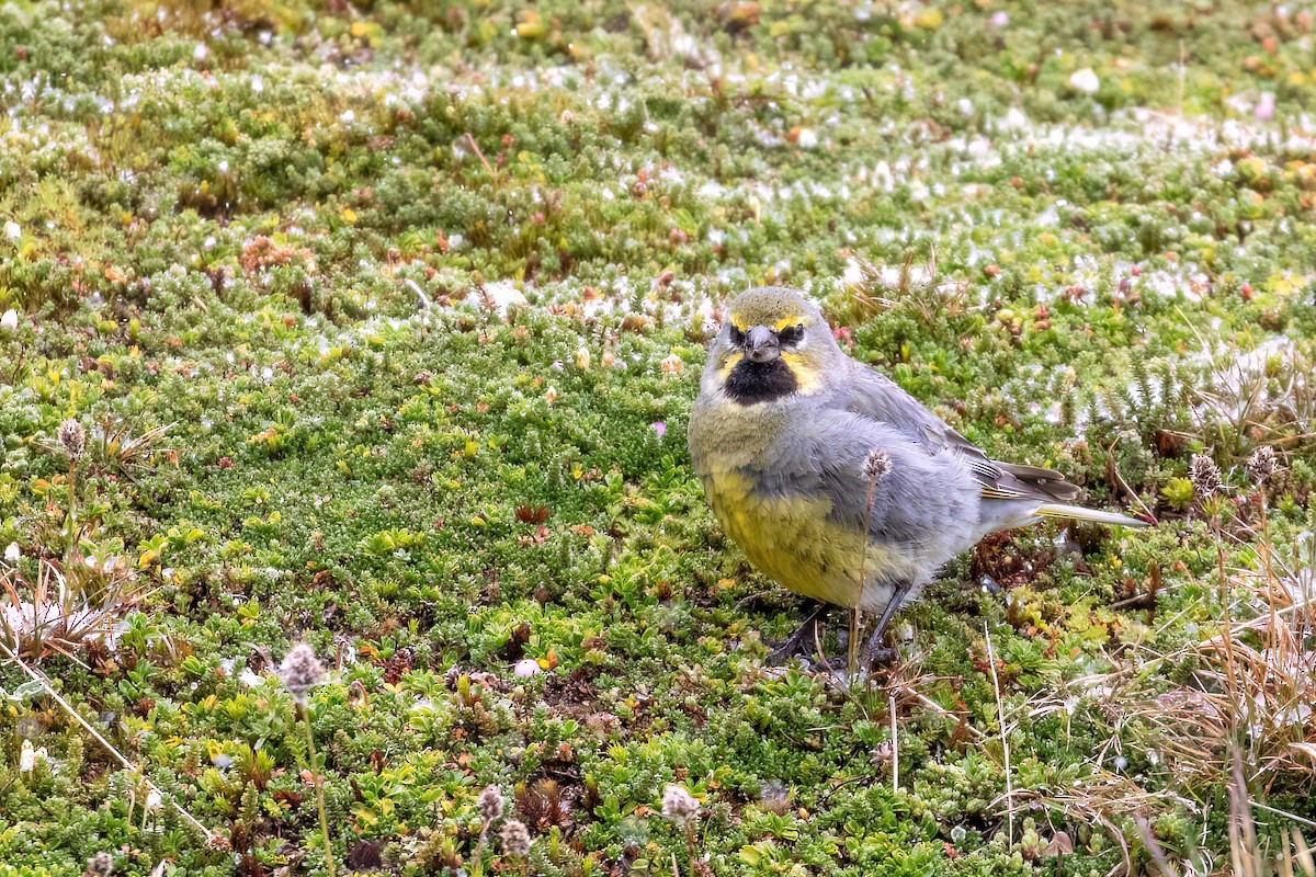 Yellow-bridled Finch - Marcos Eugênio Birding Guide