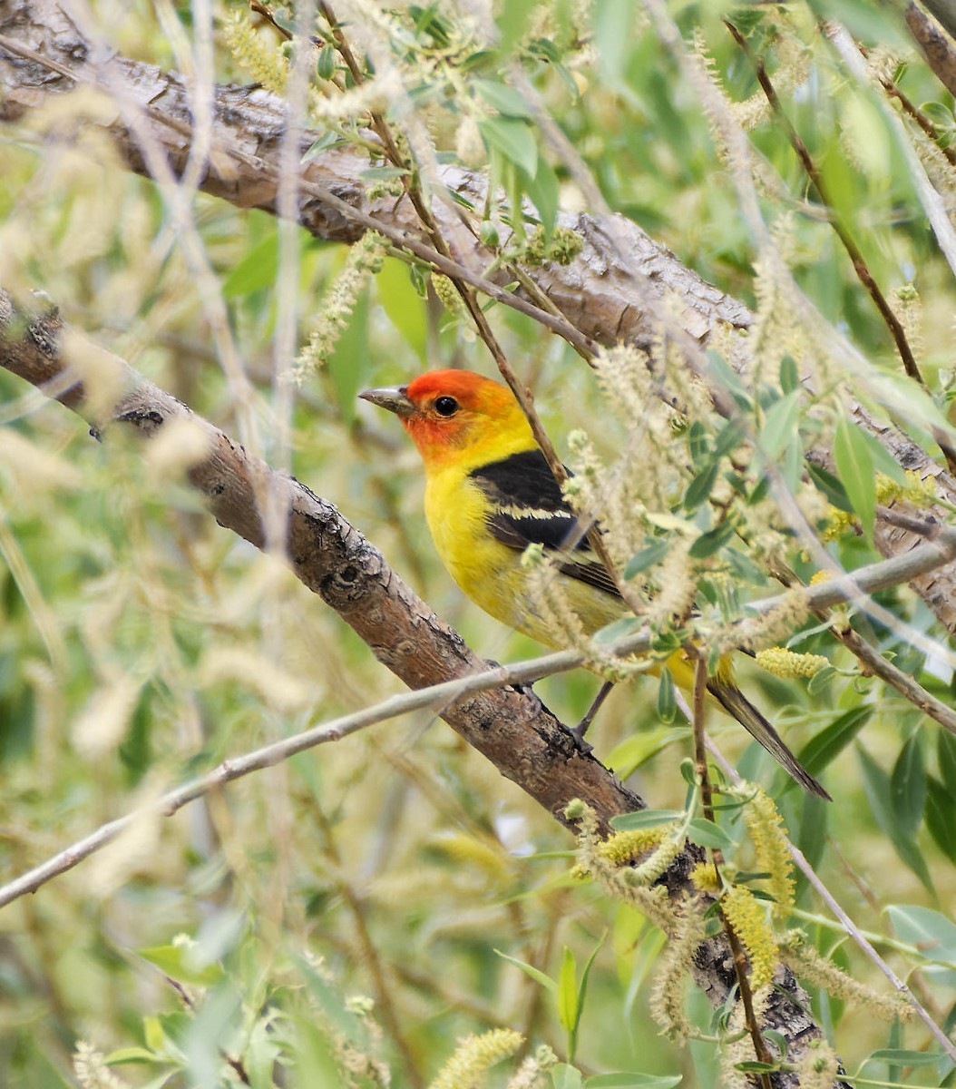 Western Tanager - ML615750039