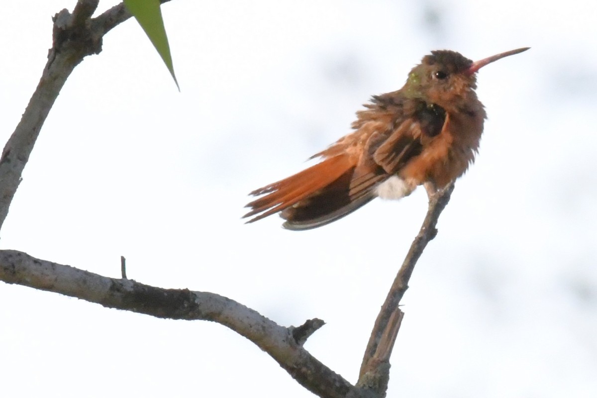 kolibřík ryšavý - ML615750087