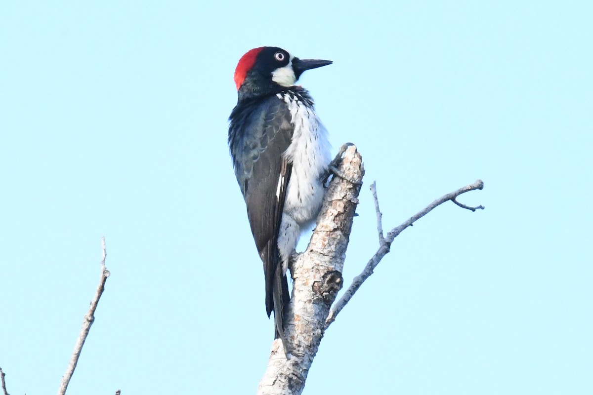 Acorn Woodpecker - ML615750144