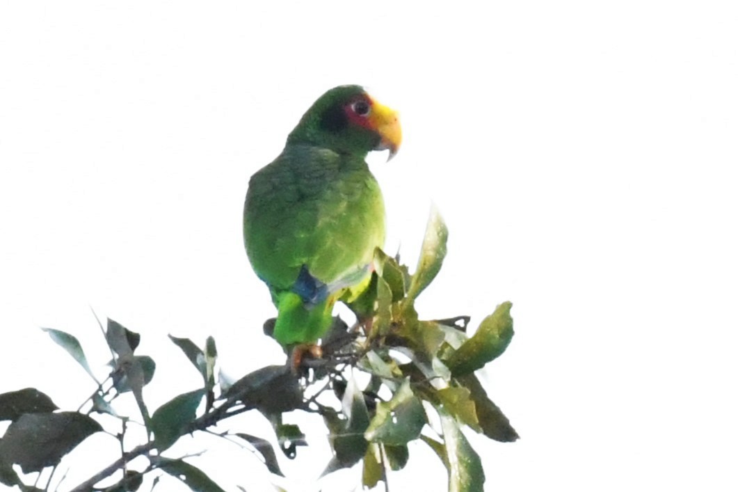 Yellow-lored Parrot - ML615750149