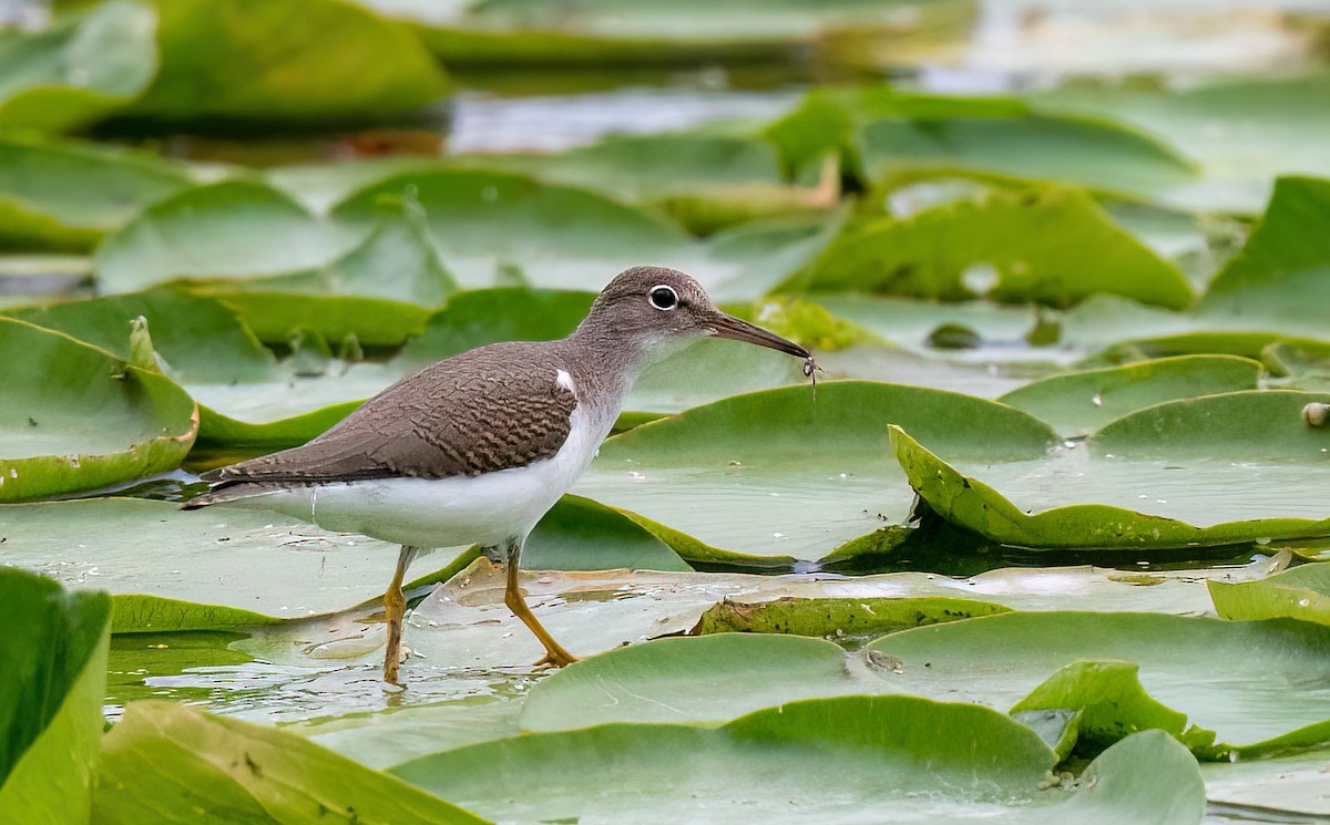 Spotted Sandpiper - Anne-Marie Dufour