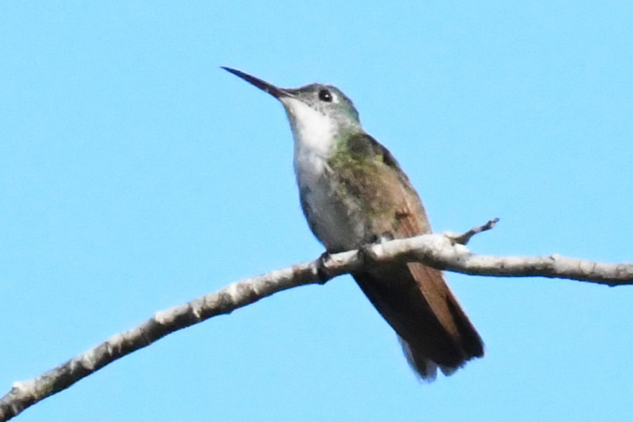 kolibřík azurovotemenný - ML615750200
