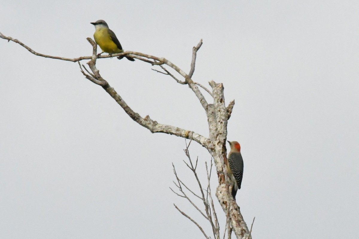 Yucatan Woodpecker - ML615750206