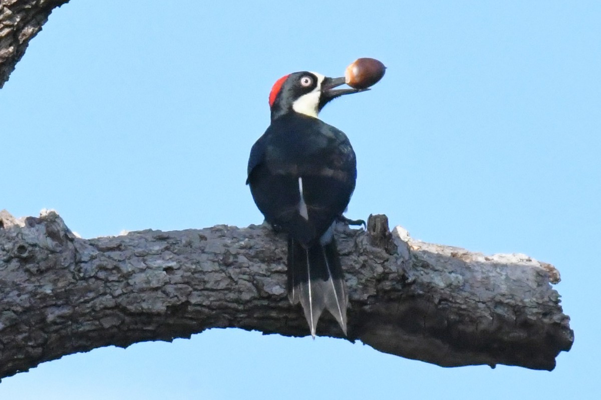 Acorn Woodpecker - ML615750209