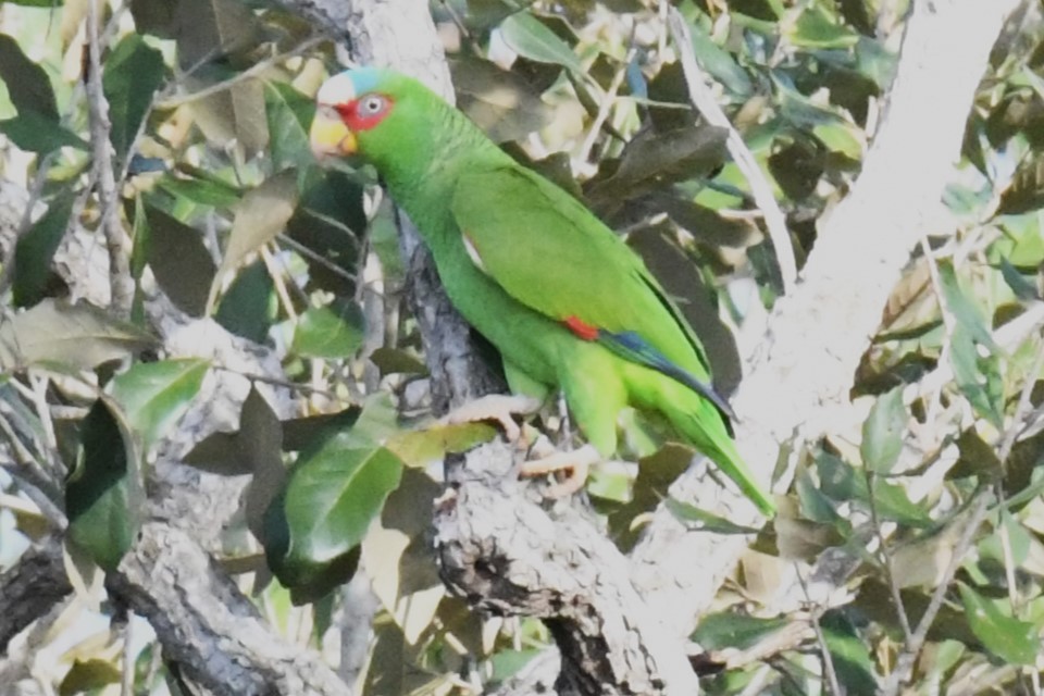 White-fronted Parrot - ML615750215