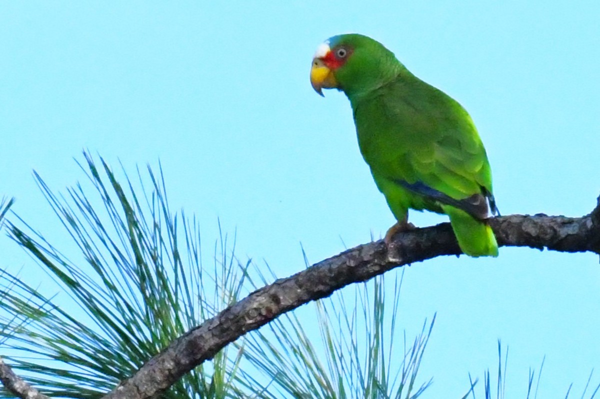 White-fronted Parrot - ML615750216