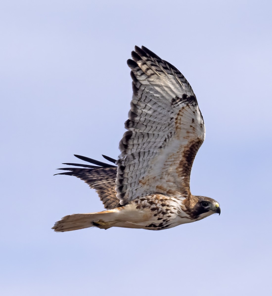 Red-tailed Hawk (borealis) - Dave Rintoul