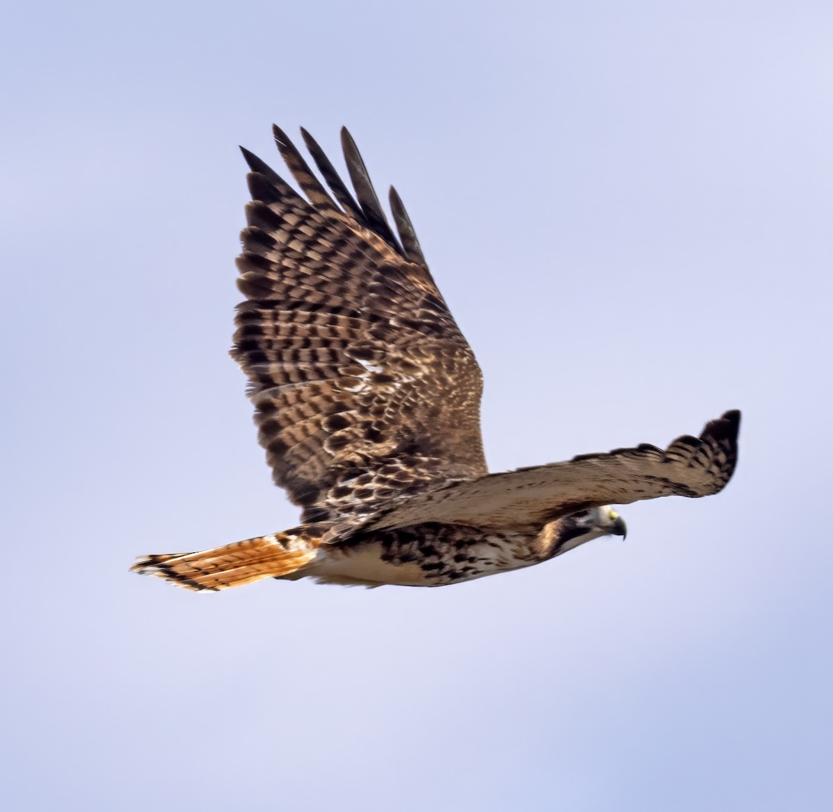 Red-tailed Hawk (borealis) - ML615750251