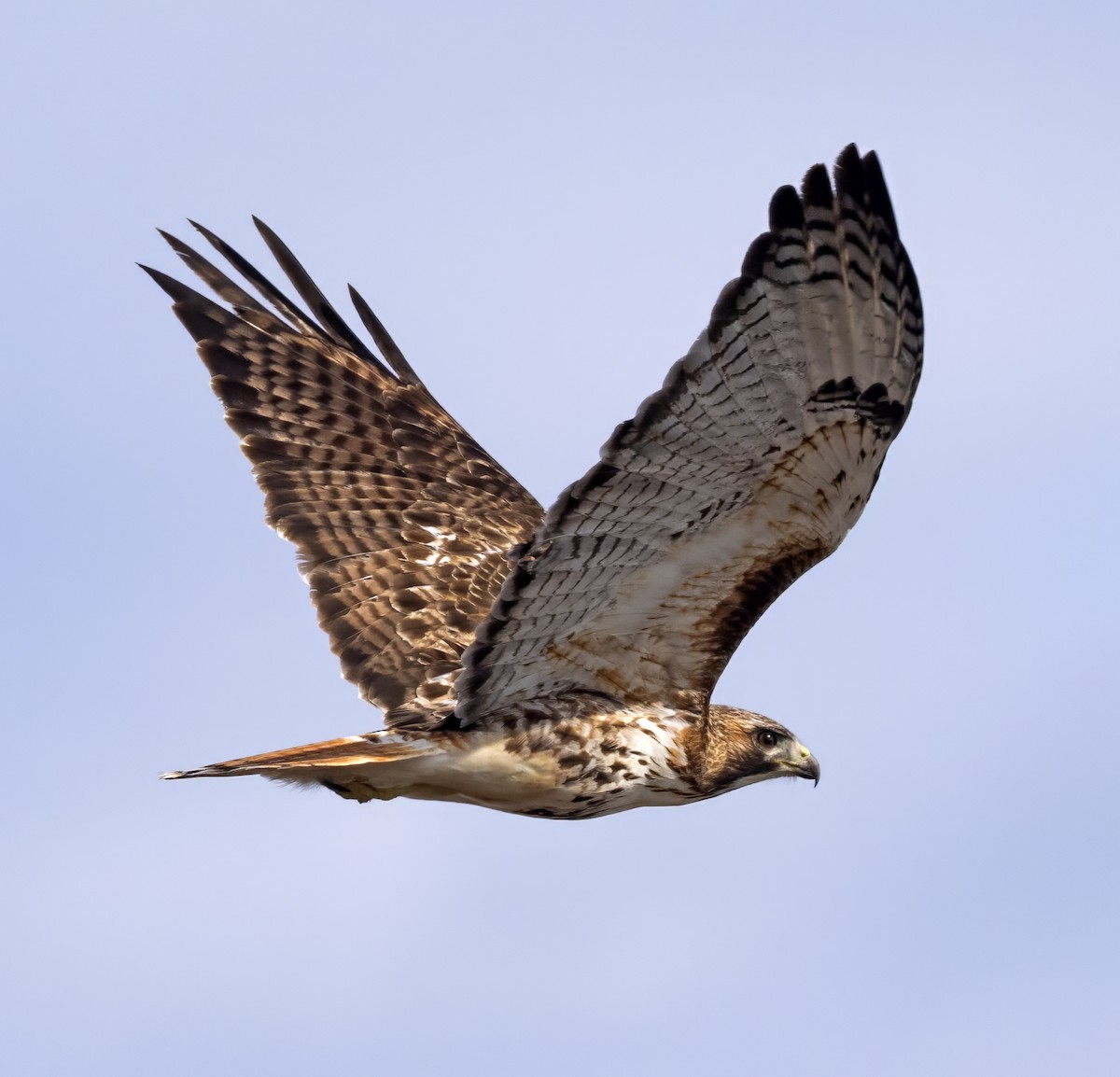 Red-tailed Hawk (borealis) - ML615750252