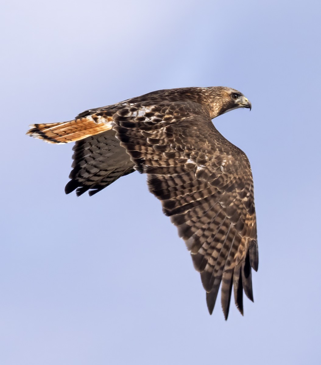 Red-tailed Hawk (borealis) - ML615750253