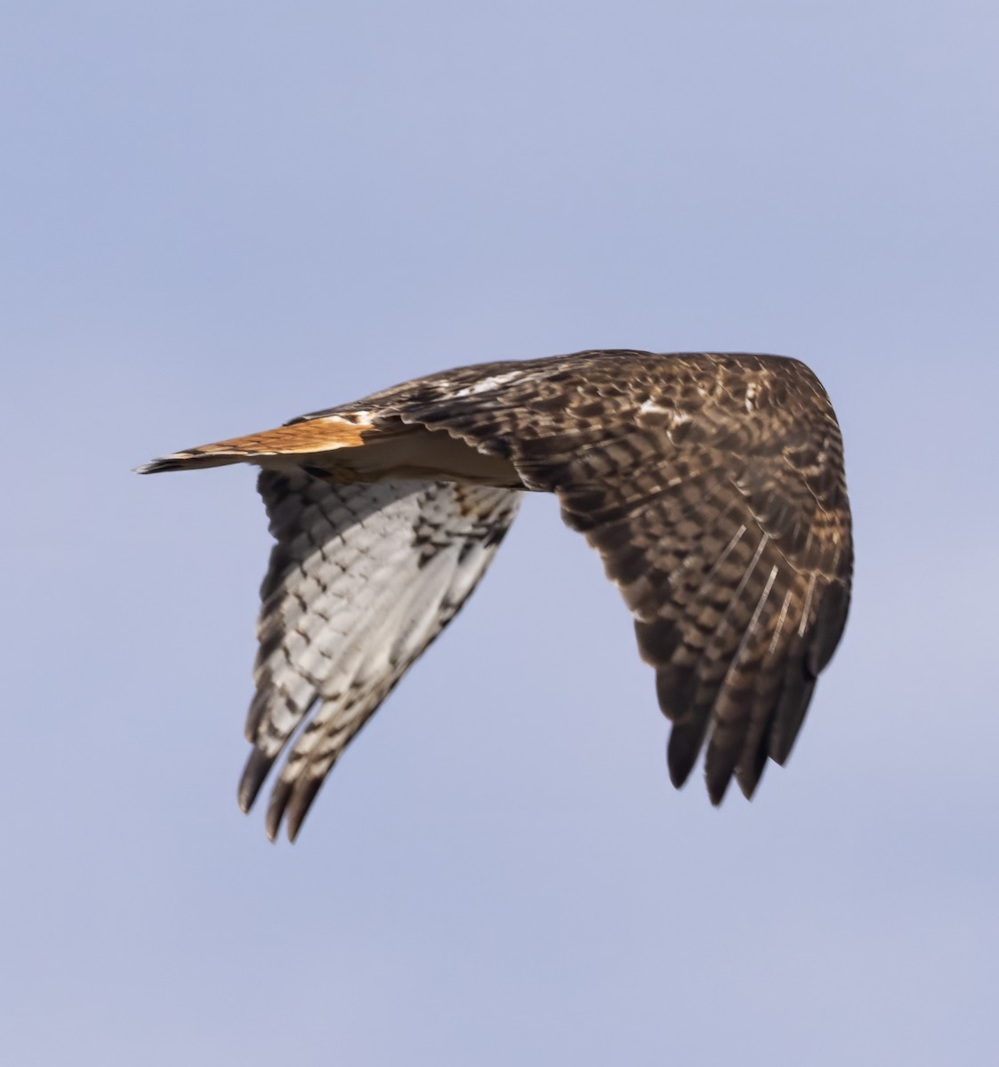 Red-tailed Hawk (borealis) - ML615750254