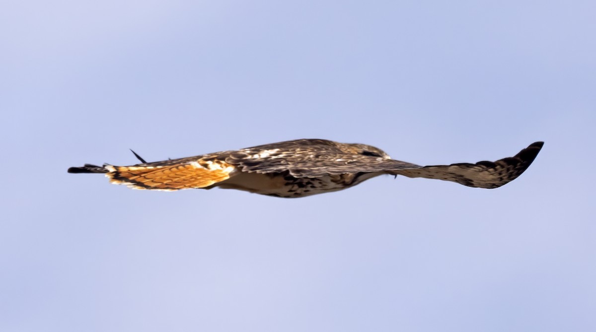 Red-tailed Hawk (borealis) - ML615750255