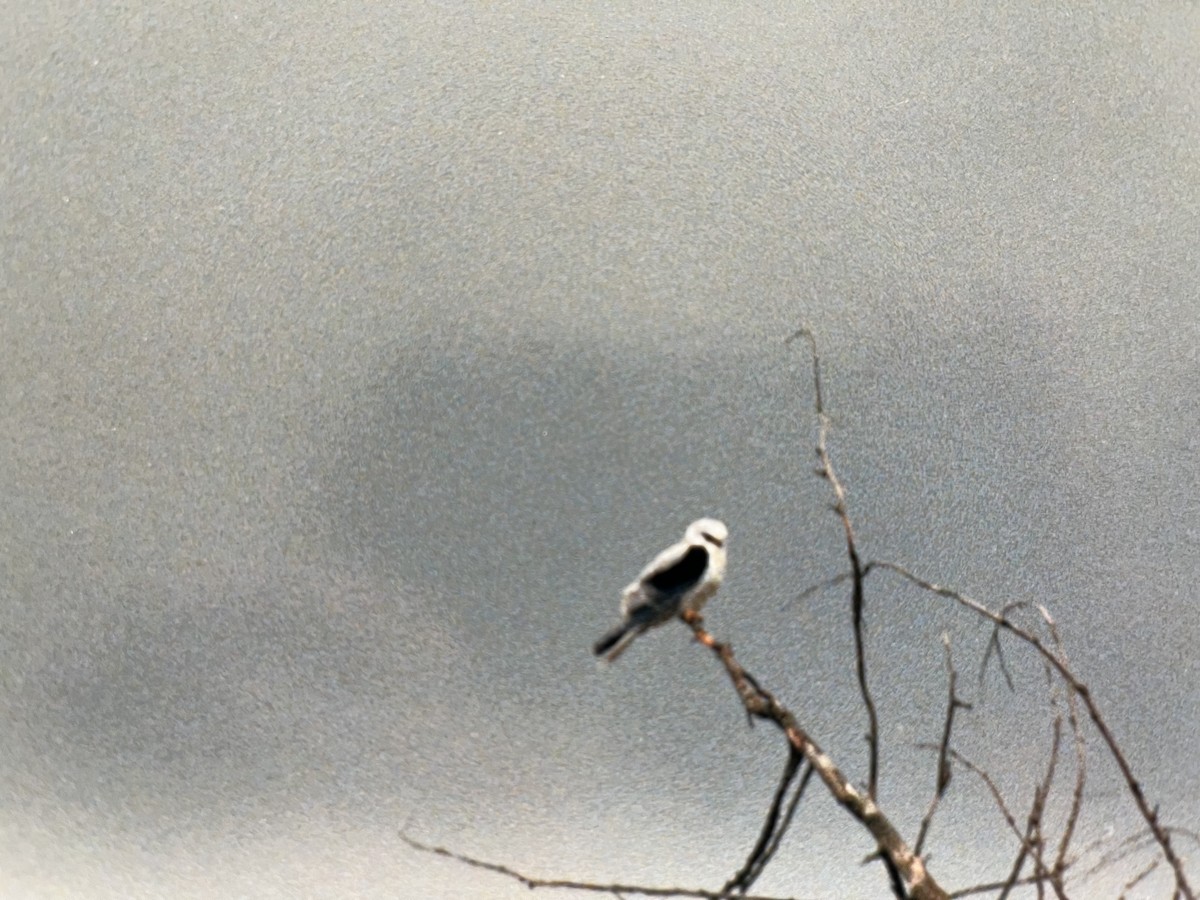White-tailed Kite - ML615750287