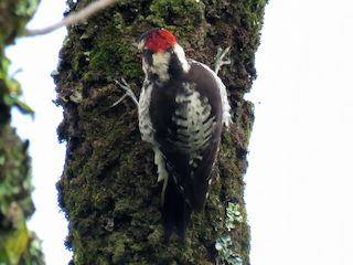  - Strickland's Woodpecker
