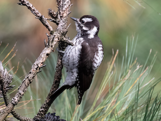  - Strickland's Woodpecker