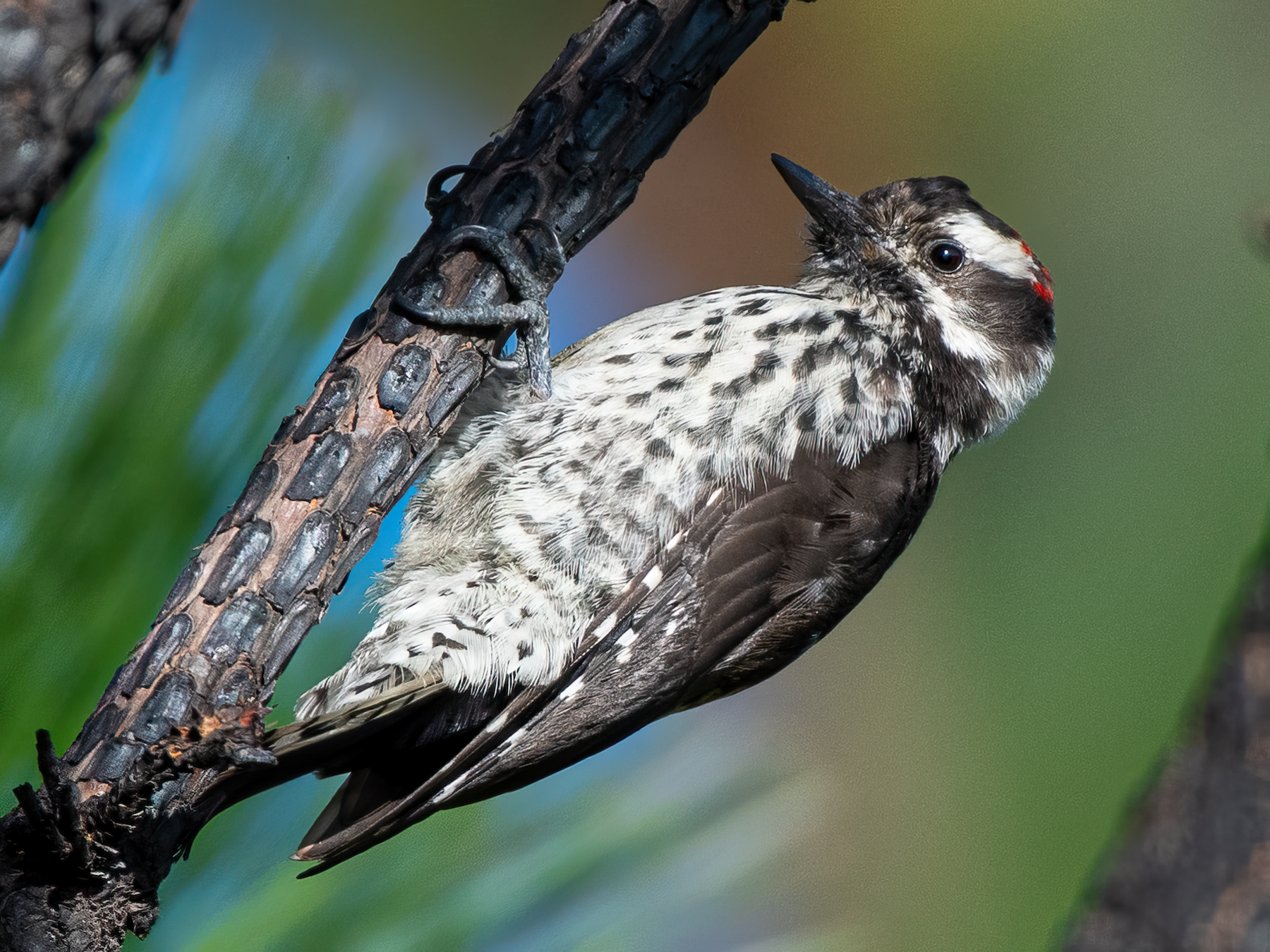 Strickland's Woodpecker - German Garcia