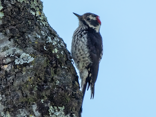  - Strickland's Woodpecker