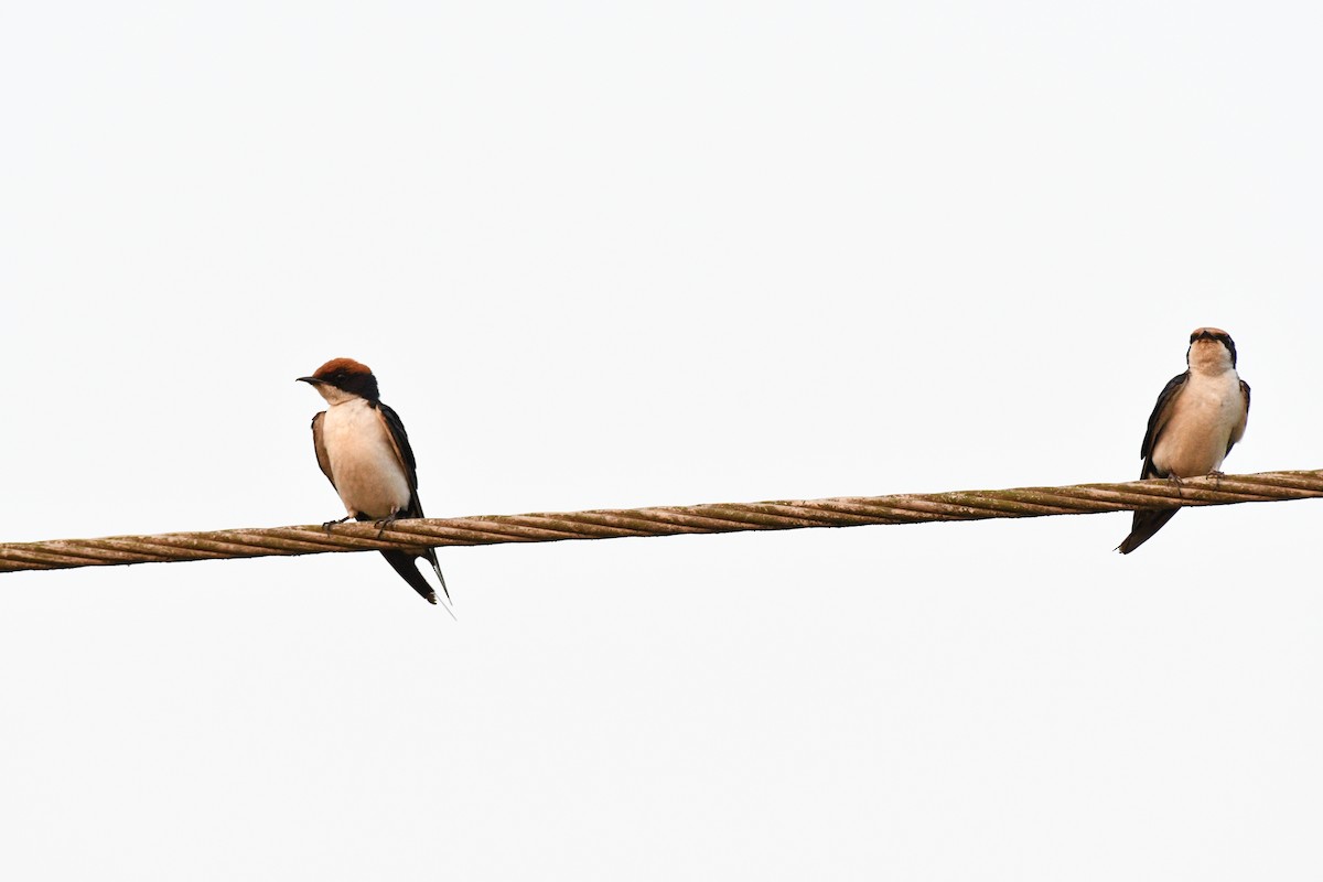 Wire-tailed Swallow - ML615750701