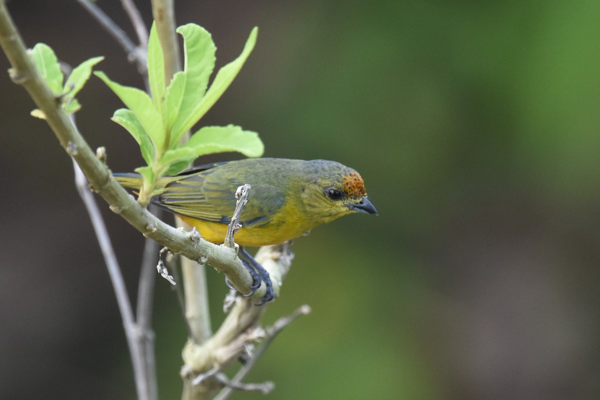 Fulvous-vented Euphonia - Kevin Honour