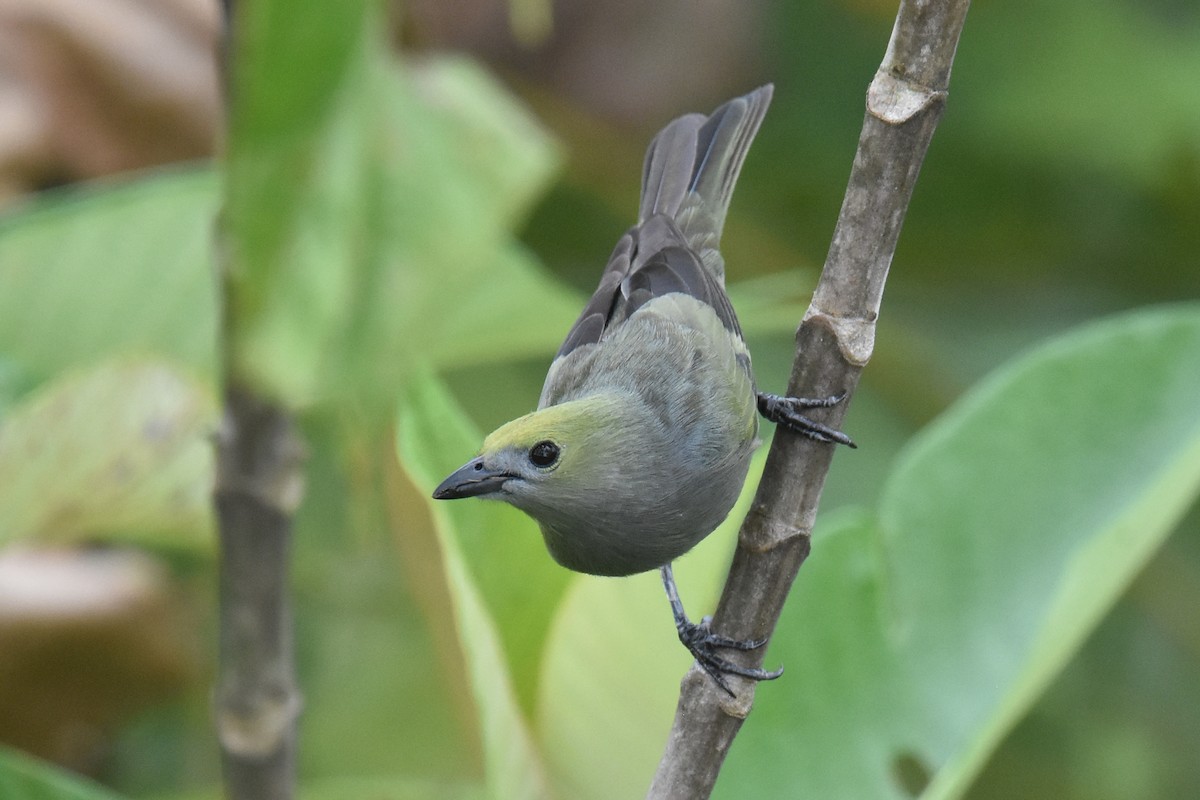 Palm Tanager - ML615750925