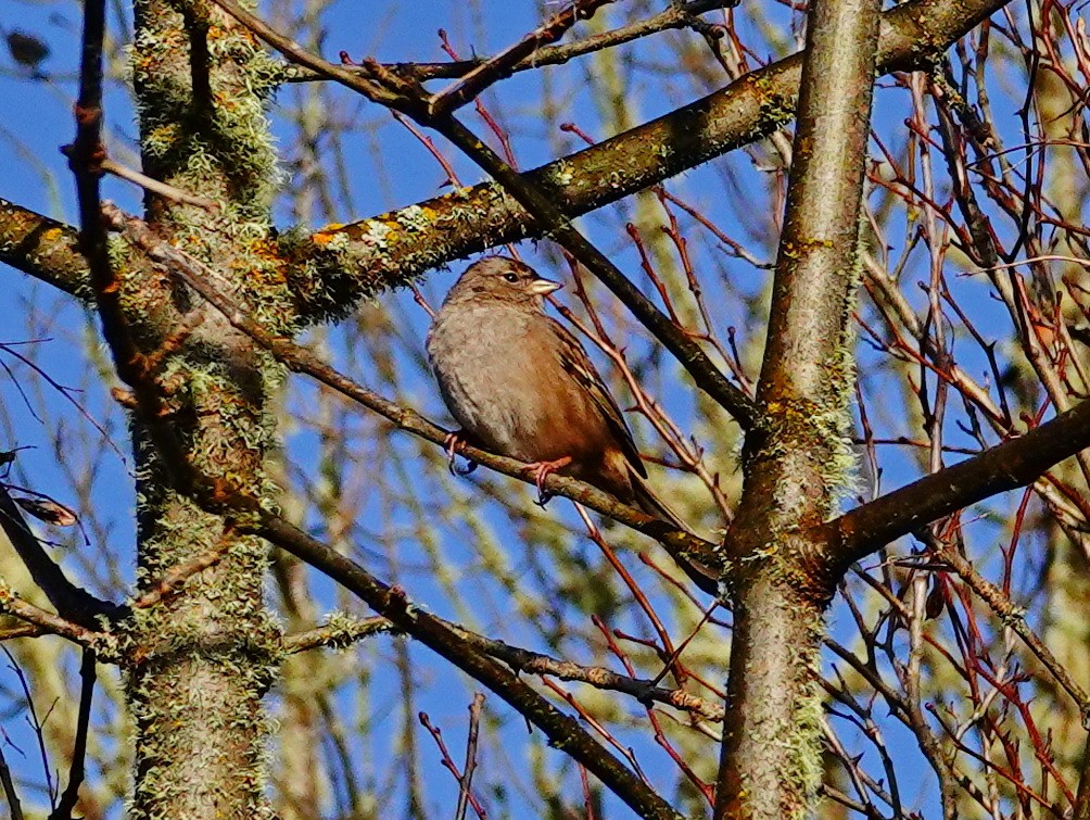 Golden-crowned Sparrow - ML615750986