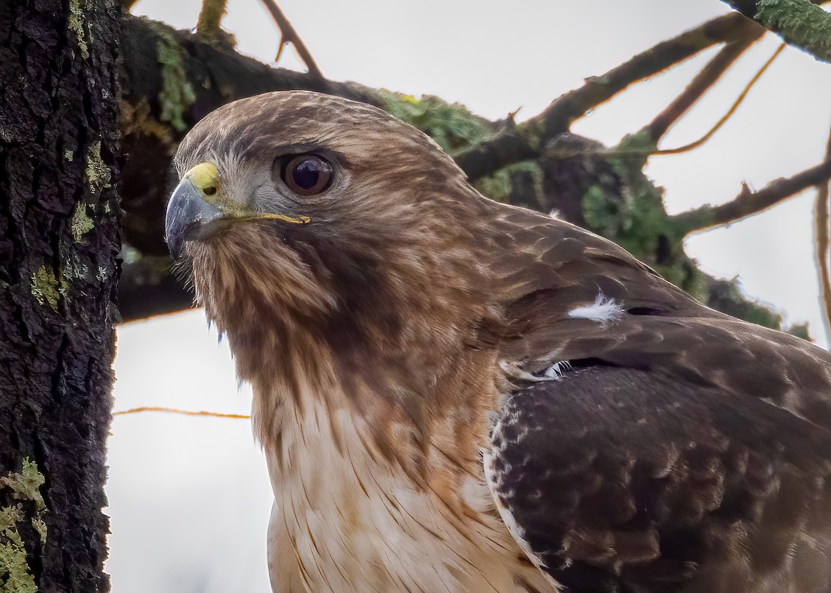 Red-tailed Hawk - ML615751015