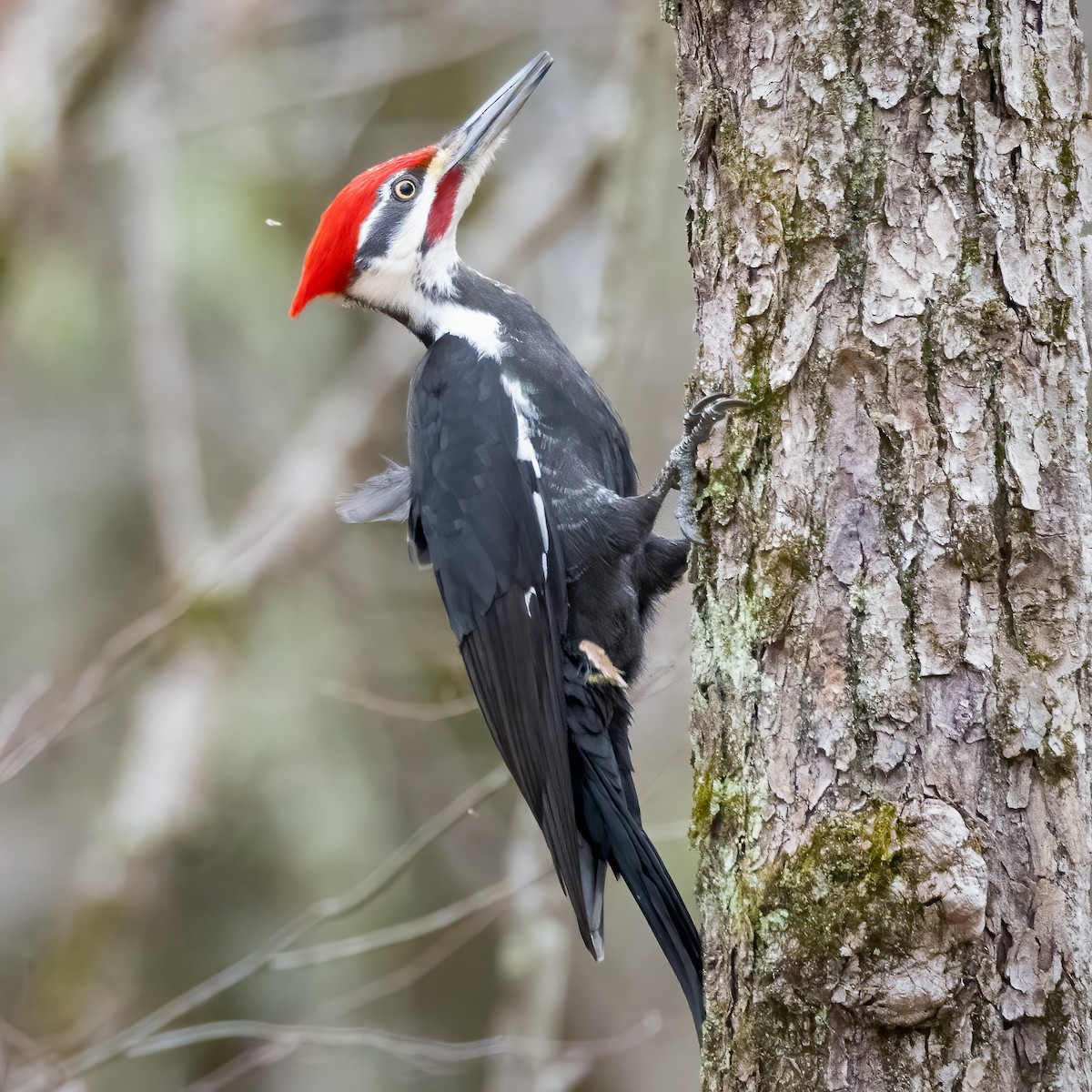 Pileated Woodpecker - ML615751059