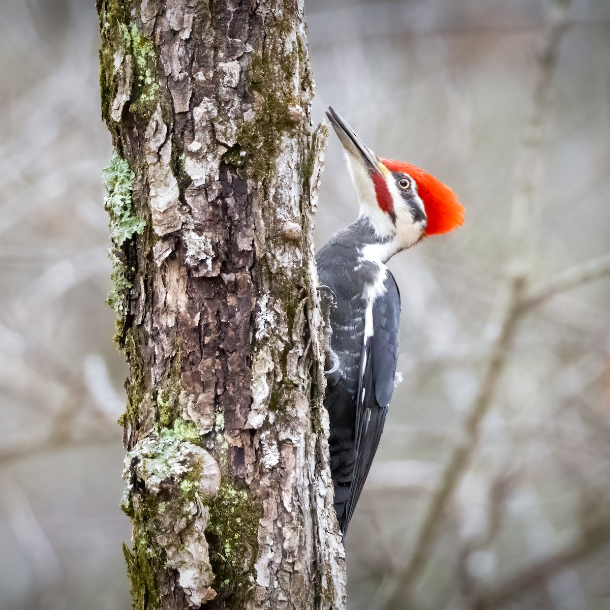 Pileated Woodpecker - ML615751060