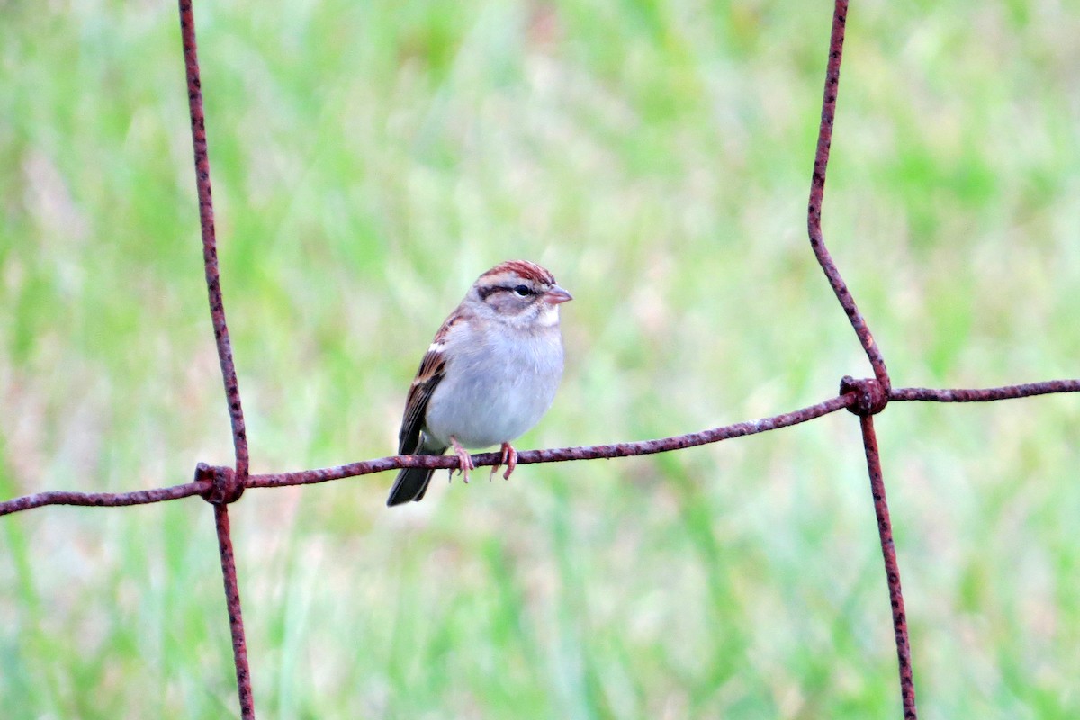 Chipping Sparrow - ML615751178