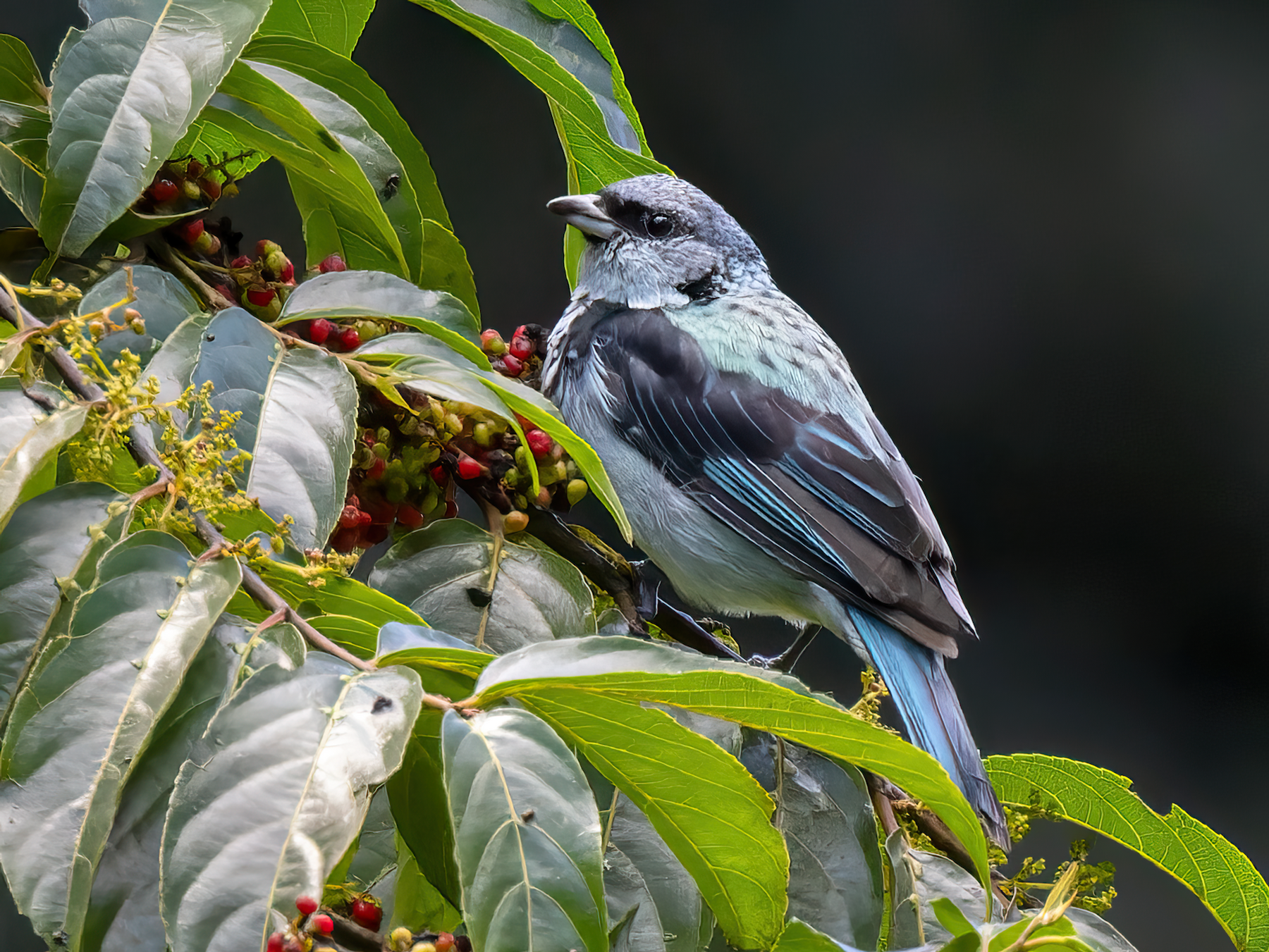 Azure-rumped Tanager - Lars Petersson | My World of Bird Photography