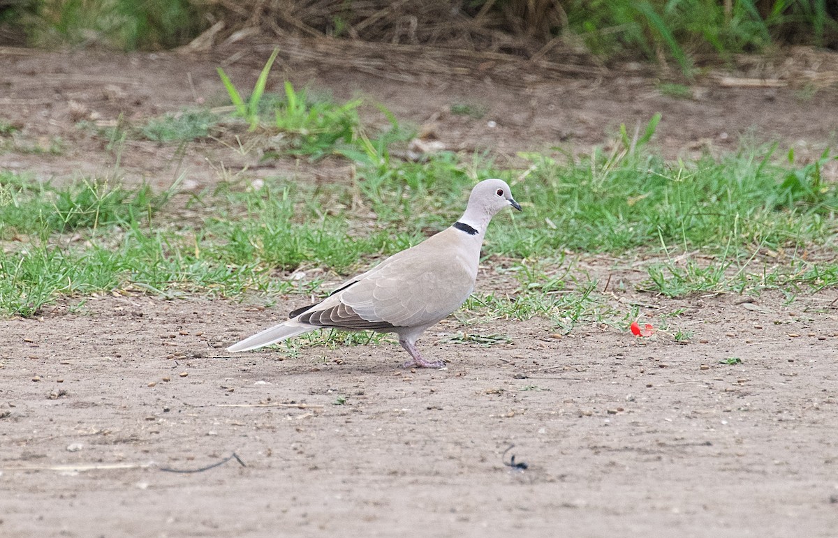 Eurasian Collared-Dove - ML615751326