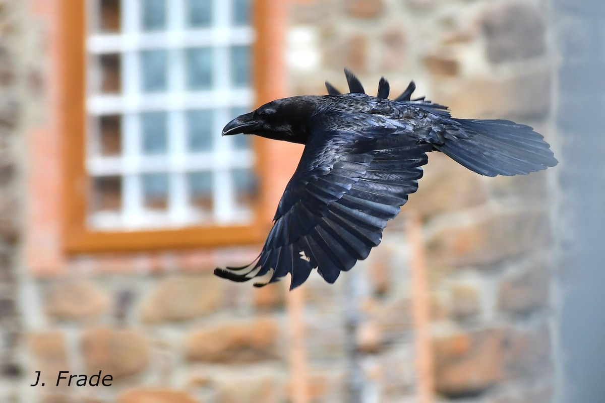 Common Raven - ML615751389