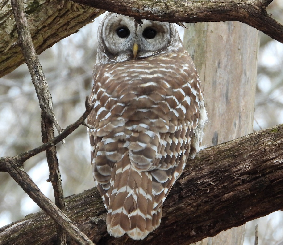 Barred Owl - Brent Daggett