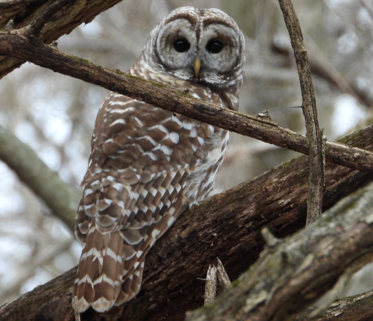Barred Owl - Brent Daggett